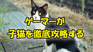 2019年版】可愛い猫に癒される！オススメの猫漫画10選【まとめ 